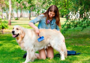 6 cuidados para tu mascota